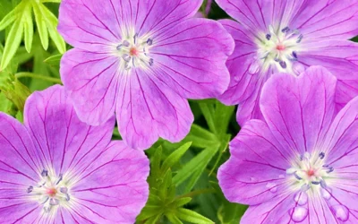 Geranium Yağı, Geranium Kokusu
