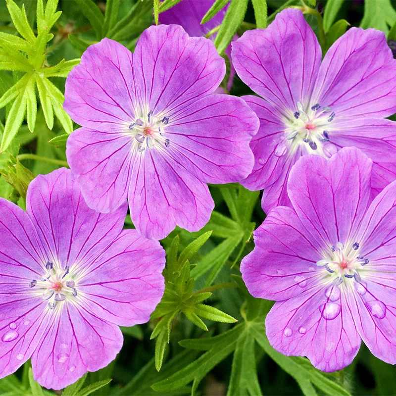 Geranium kokusu