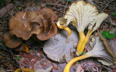 Horoz Bacağı Mantarı Özellikleri, Yenir mi?