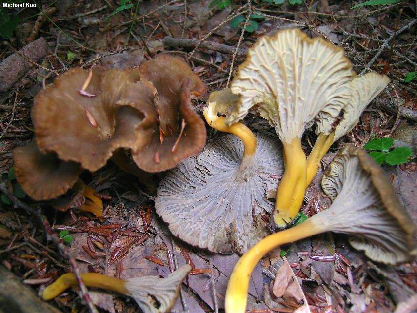 Horoz bacağı mantarı (Craterellus tubaeformis)