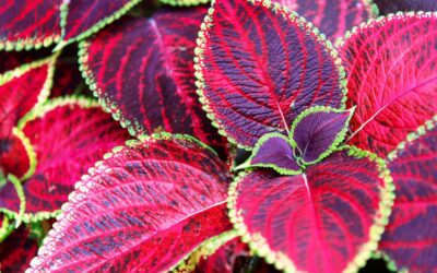 Kolyos Çiçeği Bakımı, Nasıl Çoğaltılır?