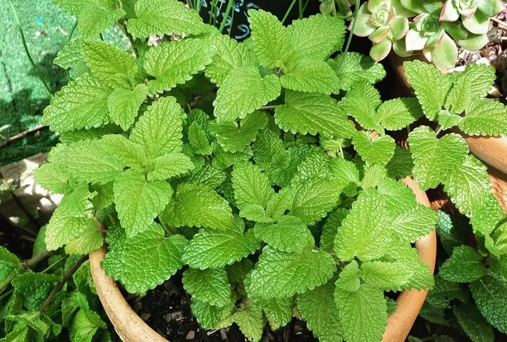 Melisa Çiçeği Ne Zaman Ekilir