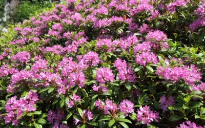 Orman Gülü Ağacı Hangi İklimde Yetişir? Özellikleri