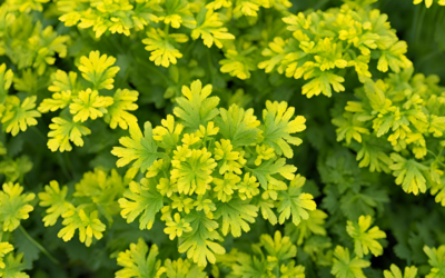 Sararan Maydanoz Yenir mi? Zararlı mı?