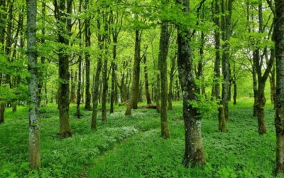 Japon Su Terapisi Nedir?