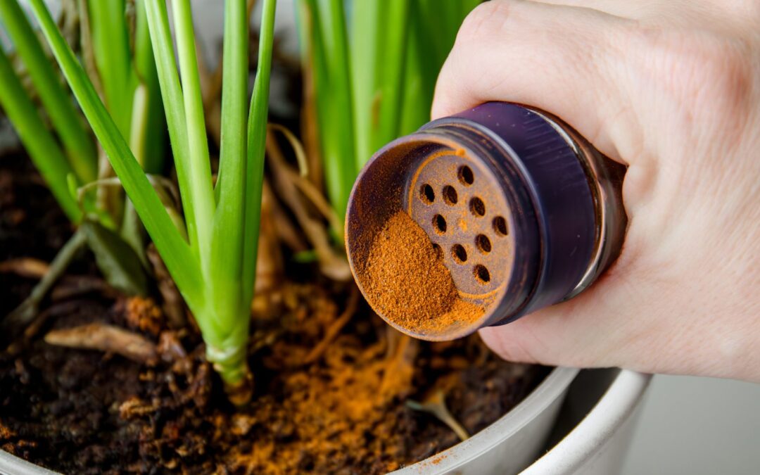 Tarçınla Kaktüs Çoğaltma