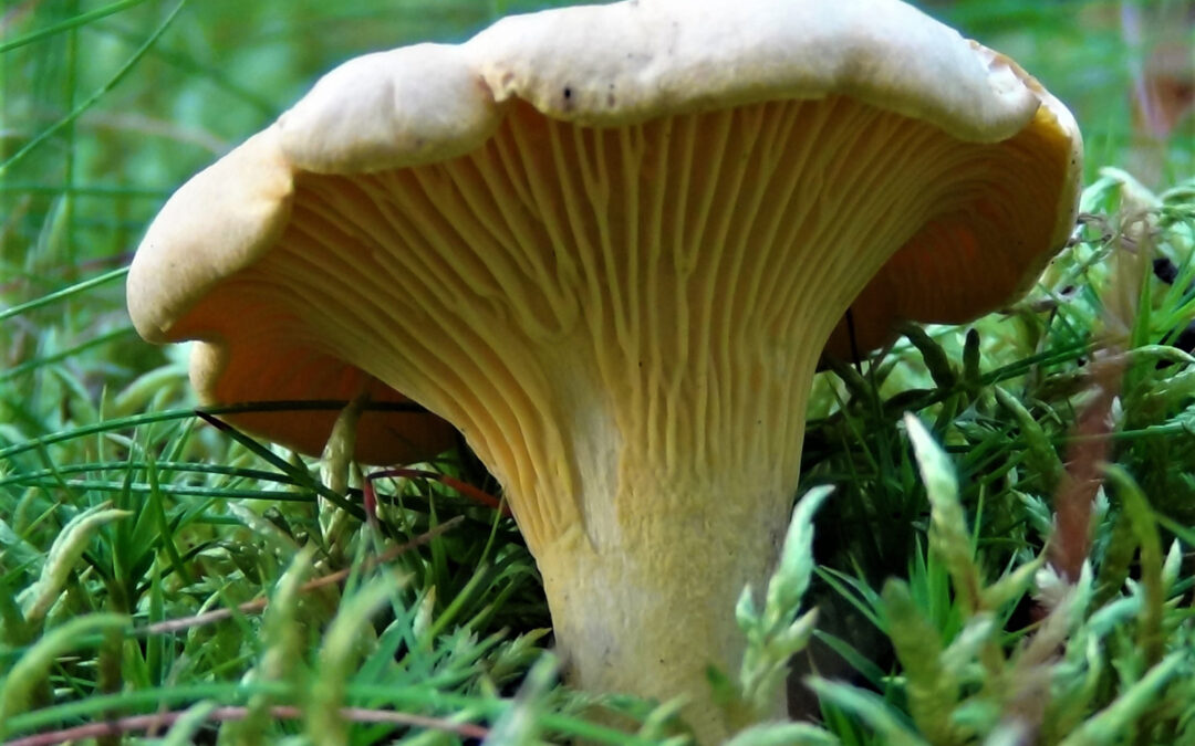 Tavuk Bacağı Mantarı Nasıl Pişirilir?