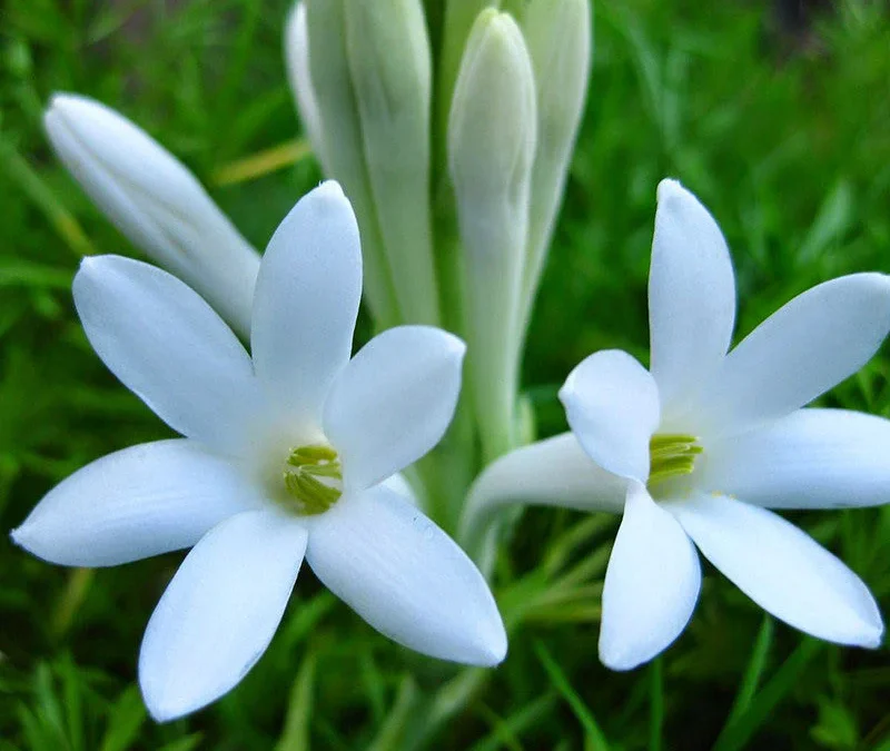 Tuberose Ne Kokusu? Tuberose Hangi Bitki?