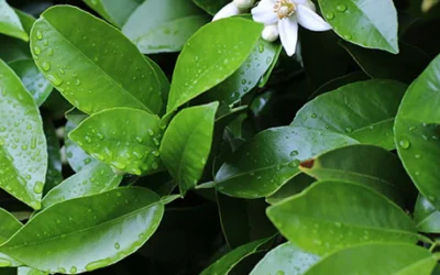 Petitgrain Nedir? Petitgrain Yağı, Kokusu