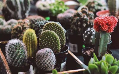 Yavru Kaktüs Köklendirme