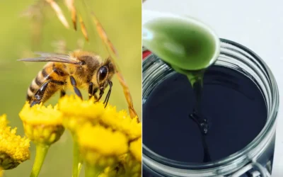 Bal Neden Yeşil Olur?