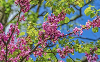 Erguvan Ağacı Nerede Yetişir? Özellikleri