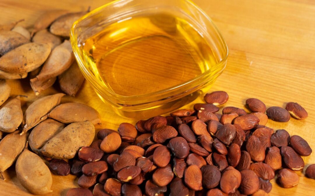 Karanja Tohumu Nedir? Karanja Tohumu Yağı