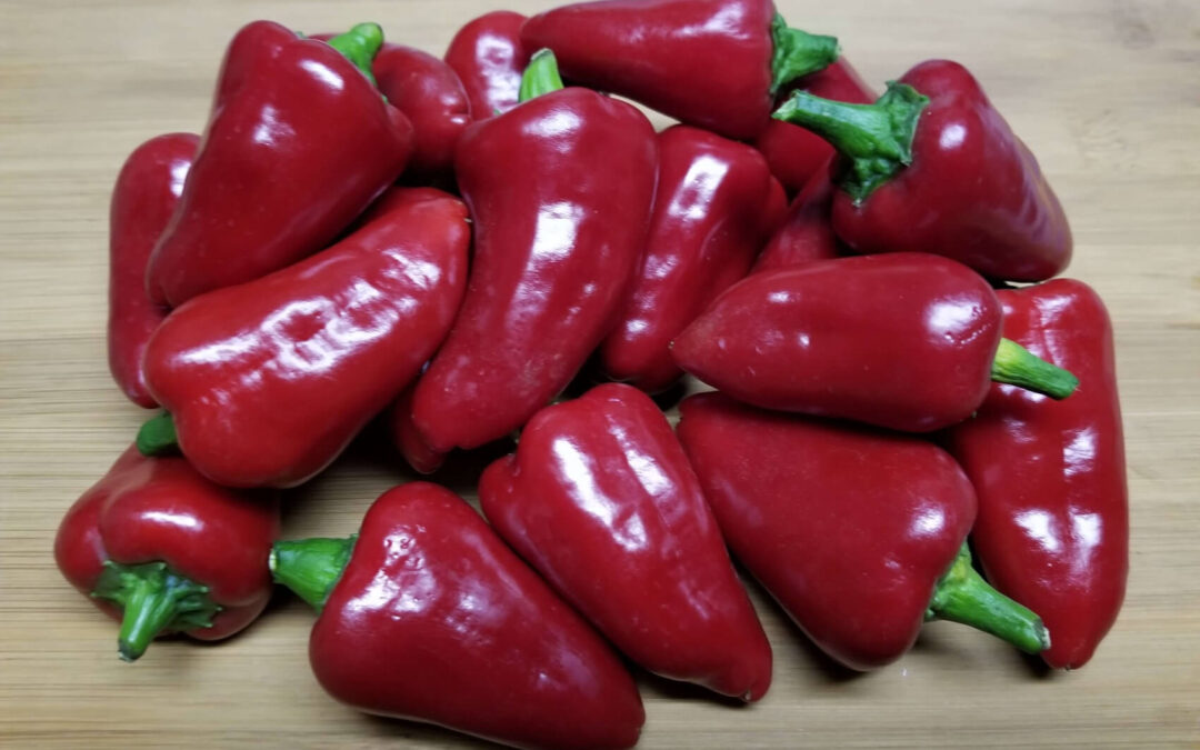 Kardola Biber Tohumu Ne Zaman Ekilir