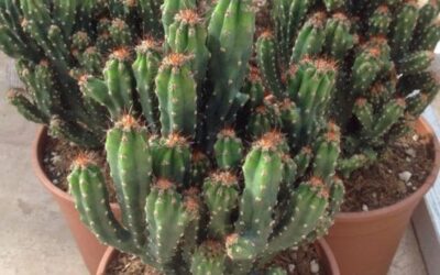 Kaya Kaktüsü Çoğaltma