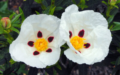 Labdanum Nedir? Labdanum Nasıl Kokar?