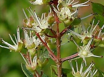 Lawsonia Bitkisi Nedir? Lawsonia Inermis