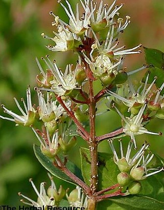 lawsonia inermis nedir kına