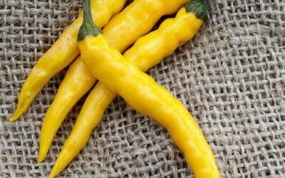 Makedon Biber Tohumu, Makedon Biber Turşusu