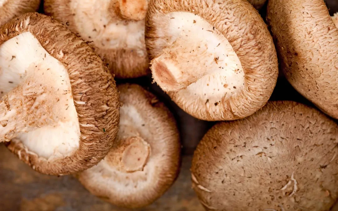 Meşe Mantarı Çeşitleri, Nasıl Pişirilir?