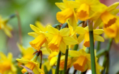 Nergis Ne Zaman Ekilir?