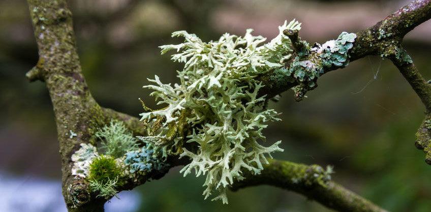 Oakmoss kokusu meşedikeni