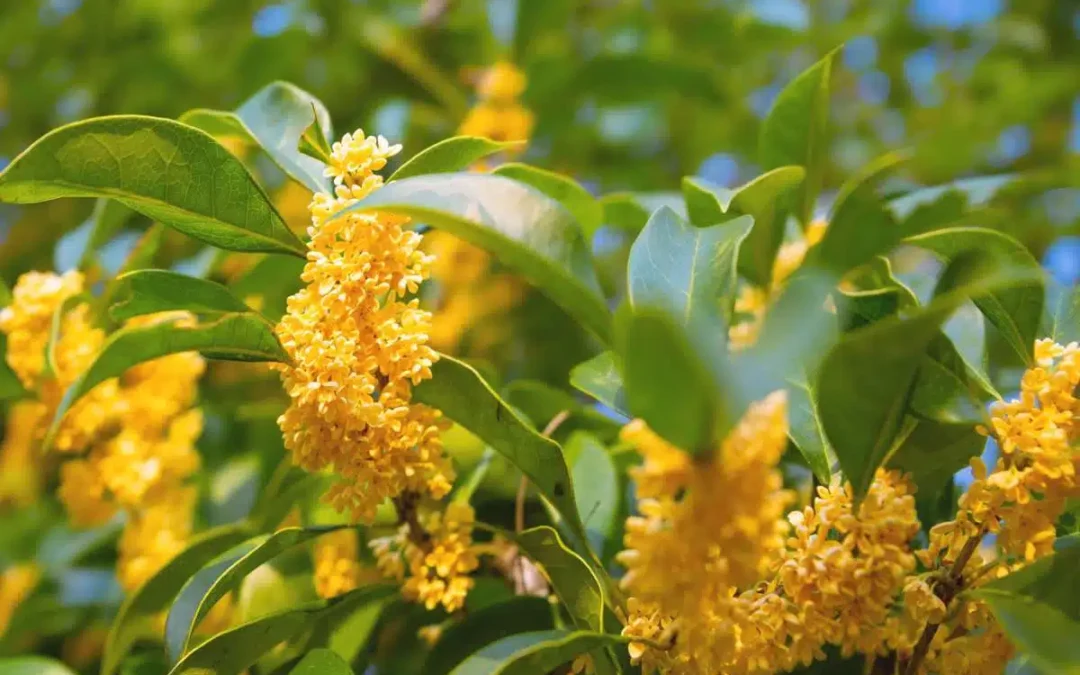 osmanthus nedir nasıl kokar