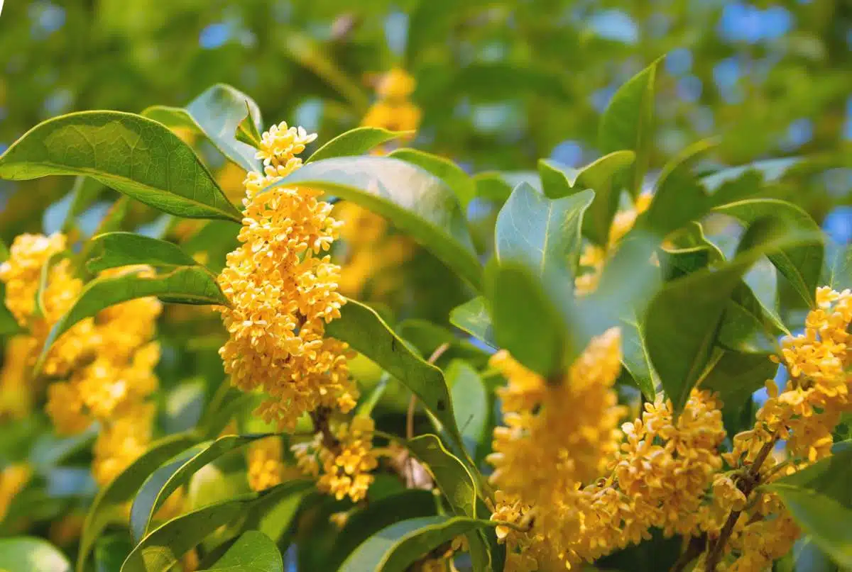 osmanthus nedir nasıl kokar