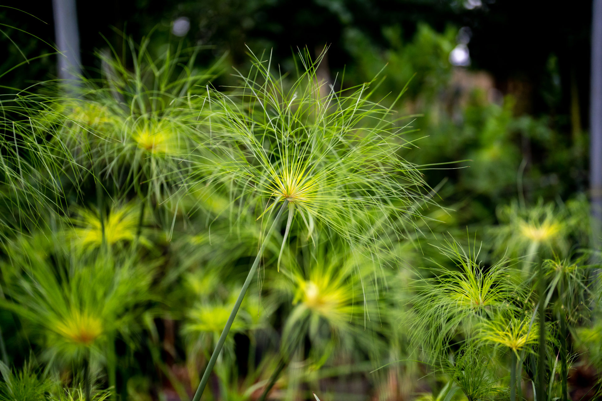 Papirus bitkisi (Cyperus papyrus) kokusu