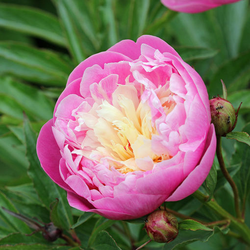 peony hangi çiçek anlamı