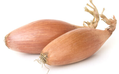 Şalot Soğanı Nedir? Shallot Soğan