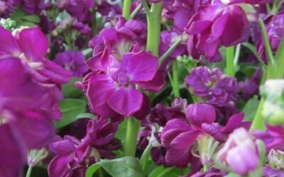 Şebboy Çiçeği Ne Zaman Ekilir?