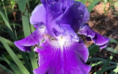 Süsen Çiçeği Anlamı, Özellikleri