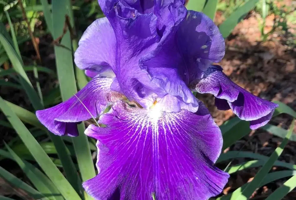 Süsen Çiçeği Anlamı, Özellikleri