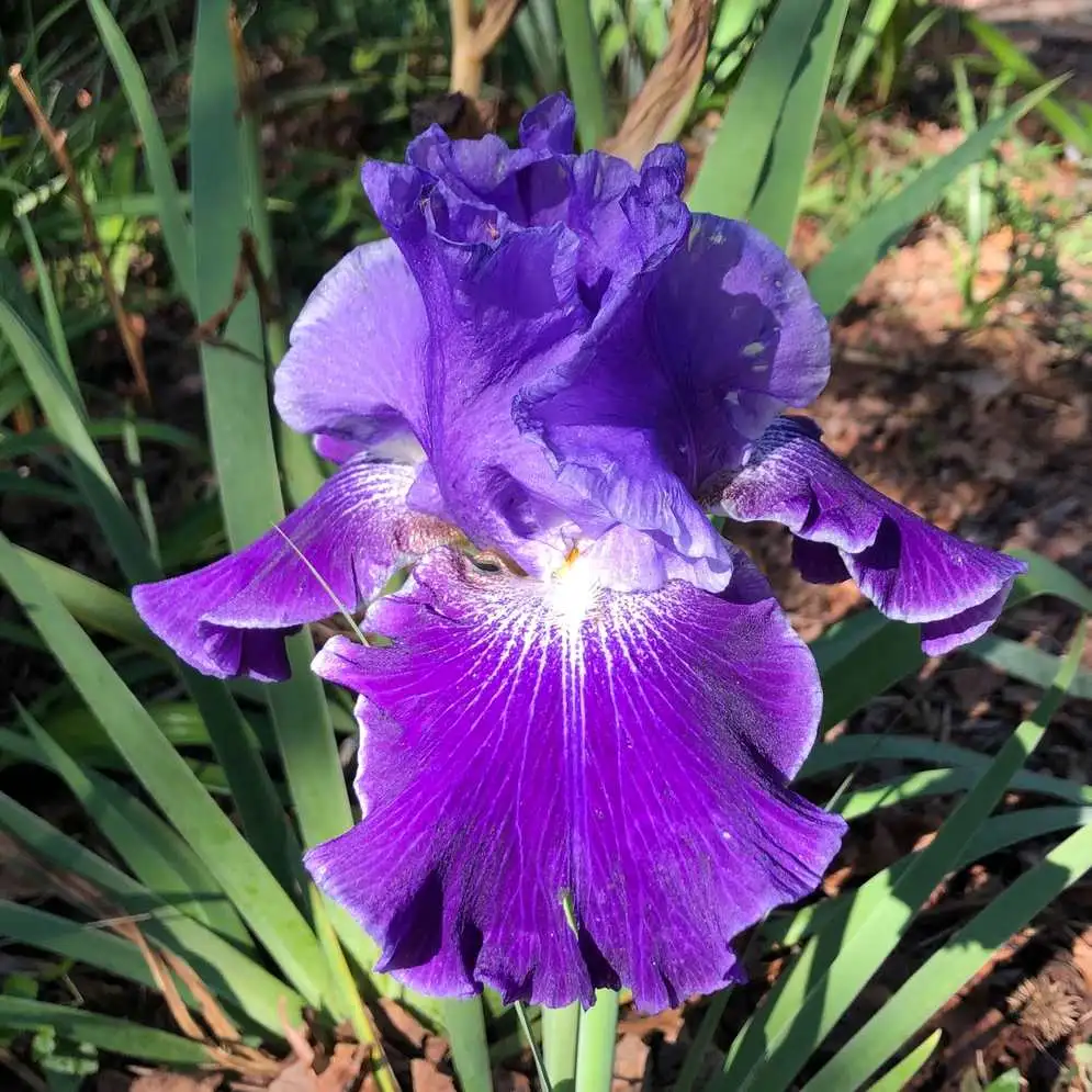 süsen çiçeği özellikleri iris germanica