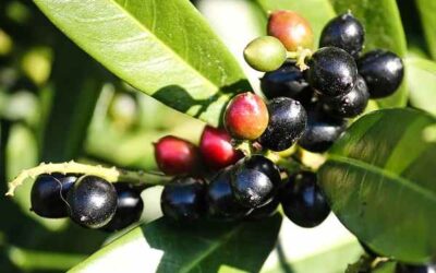 Taflan Ağacı Nerede Yetişir? Faydaları Neler?