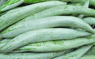 Yılan Kabağı Nedir? Yılan Kabağı Yenir mi?