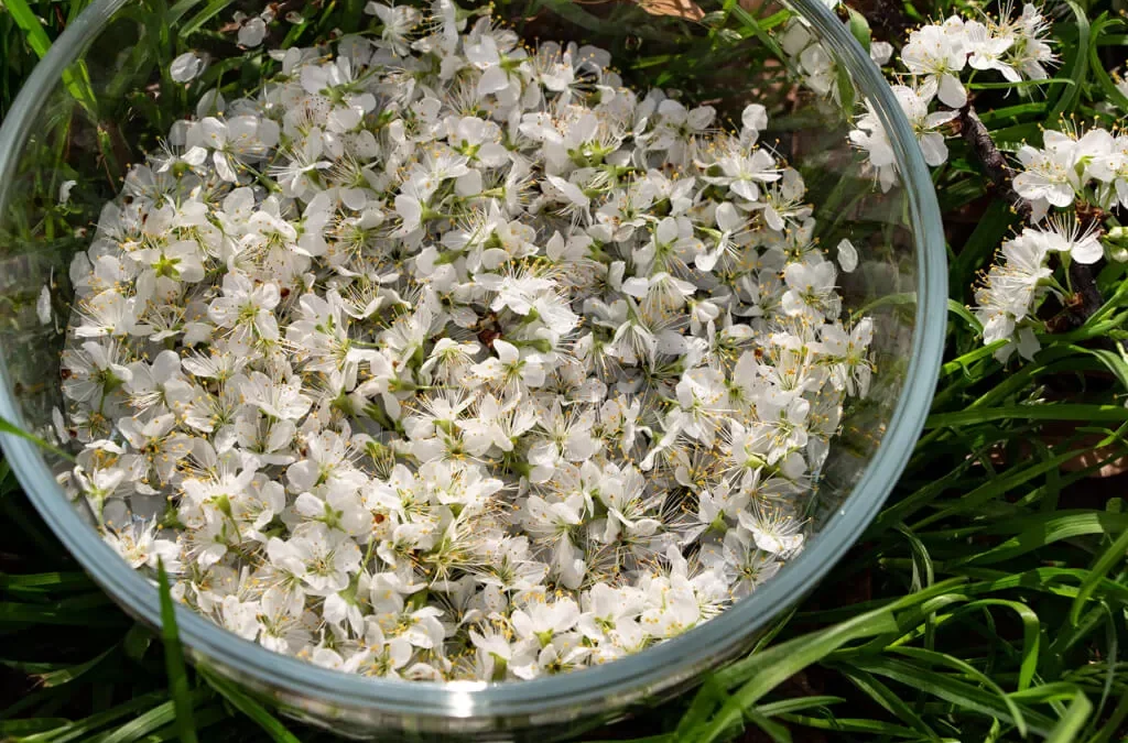 Zeytin Çiçeği Yağı