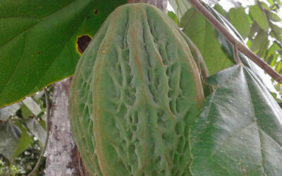 Akeba (Çikolata Meyvesi) Nedir?