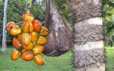 Bactris Gasipaes – Peach Palm Nedir?