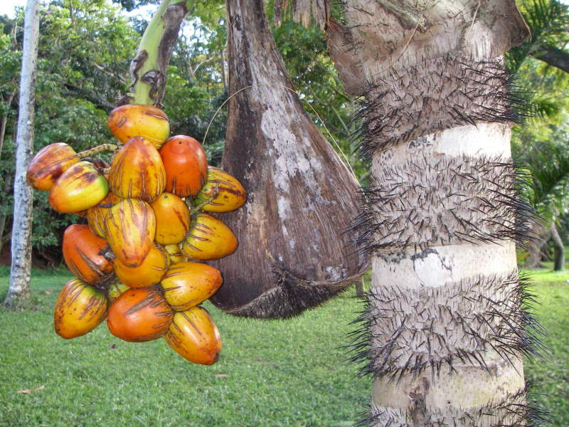 Bactris Gasipaes peach palm