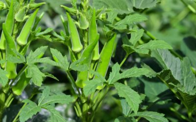 Bamya Ne Zaman Ekilir? Nasıl Ekilir?