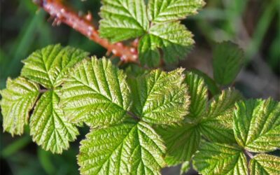 Böğürtlen Yaprağı Çayı Göze Faydaları Neler?