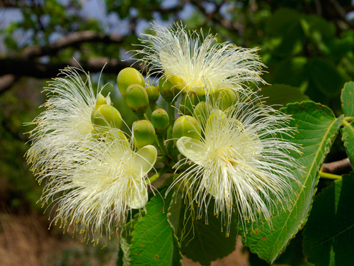 Caryocaraceae Nedir?