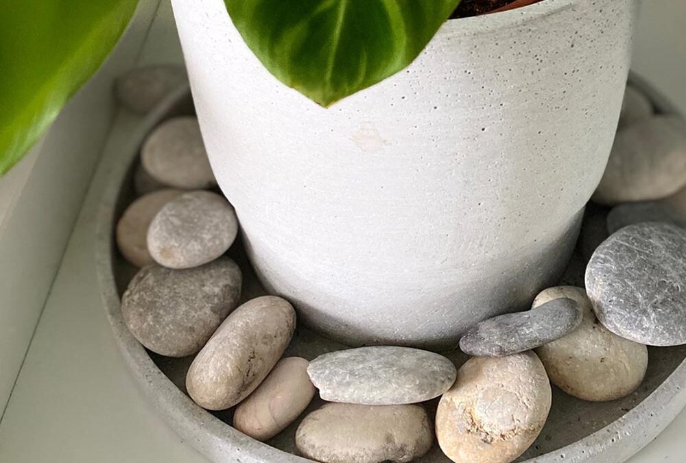 Çiçeğin Dibine Çakıl Taşı Neden Konur?