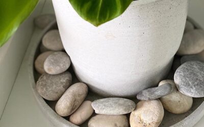 Çiçeğin Dibine Çakıl Taşı Neden Konur?