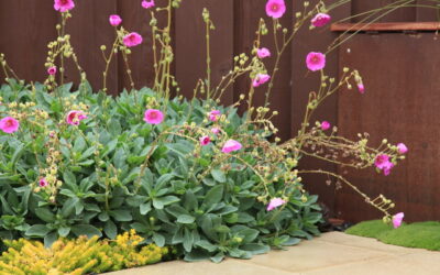 Çiçek Açan Sukulent Türleri