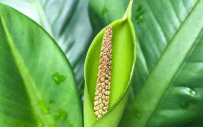 Difenbahya Zehirli mi? Çiçek Açar mı? Bakım