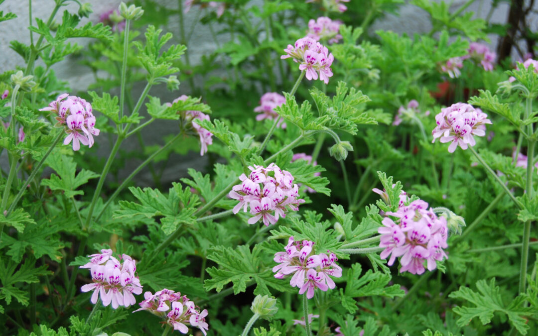 geraniol nedir cilde faydaları