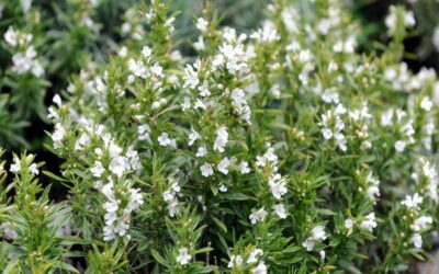 Geyik Otu Satureja Montana Faydaları